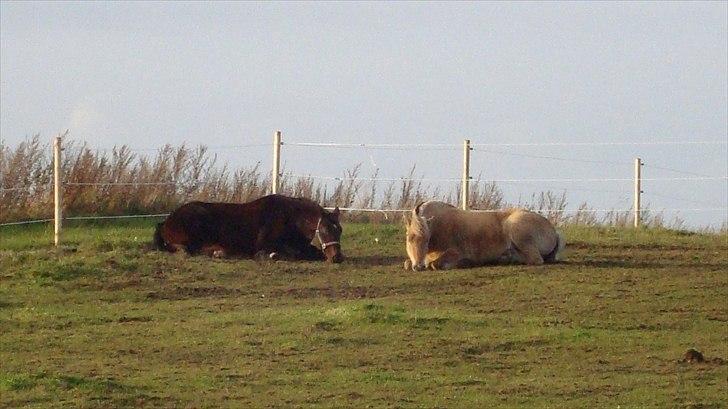 Fjordhest Flicka Solgt billede 10