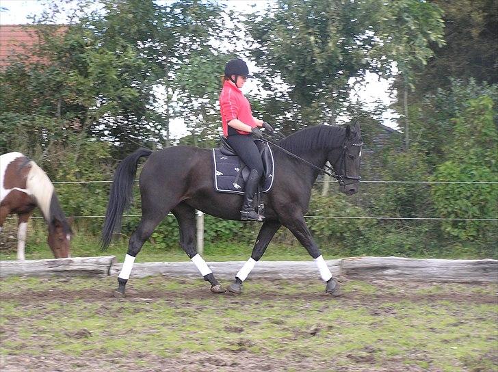 Oldenborg Maybe  billede 7