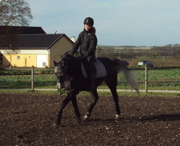 Arabisk fuldblod (OX) Egelys Shaheen † - Fra tiden hvor du kunne rides... billede 9