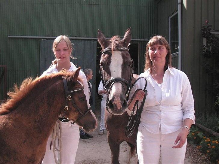Welsh Cob (sec D) Hvedholms Andrew - Følskue aug 10 billede 10
