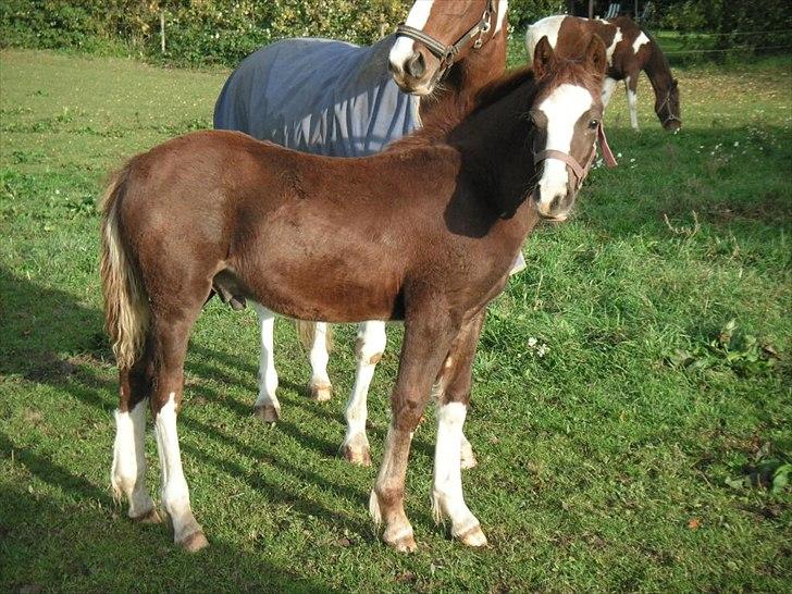 Welsh Cob (sec D) Hvedholms Andrew - 18 okt 2010 billede 11