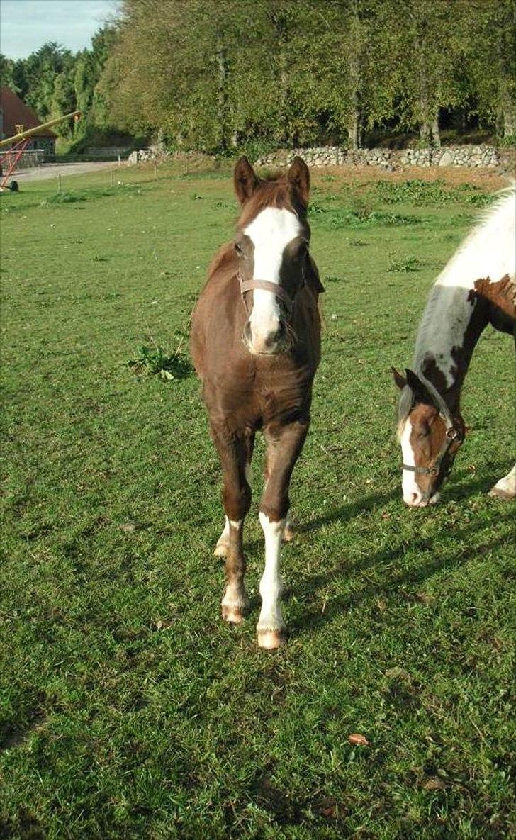Welsh Cob (sec D) Hvedholms Andrew - 18 okt 2010 billede 12
