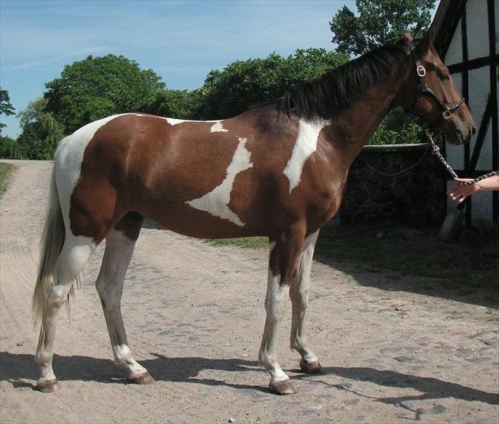 Pinto Hvedholms Perseus - sommer 2 år billede 4