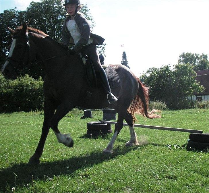 Welsh Cob (sec D) Cwmheulog Lisa - Amalies og Lisas første spring billede 12