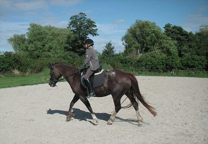 Welsh Cob (sec D) Cwmheulog Lisa - Amalie på Lisa første gang billede 13