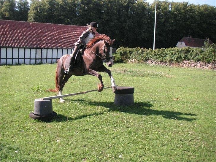 Welsh Cob (sec D) Cwmheulog Lisa - Det er flot :) billede 15