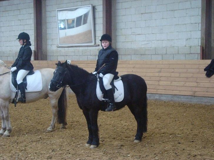 Anden særlig race BlackJack Er desvære i Heste Himlen - Stævne i Fjelsted billede 2