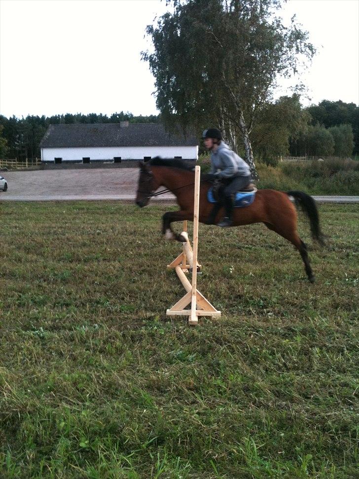 Anden særlig race Lady - Lady´s part Freya springer billede 6