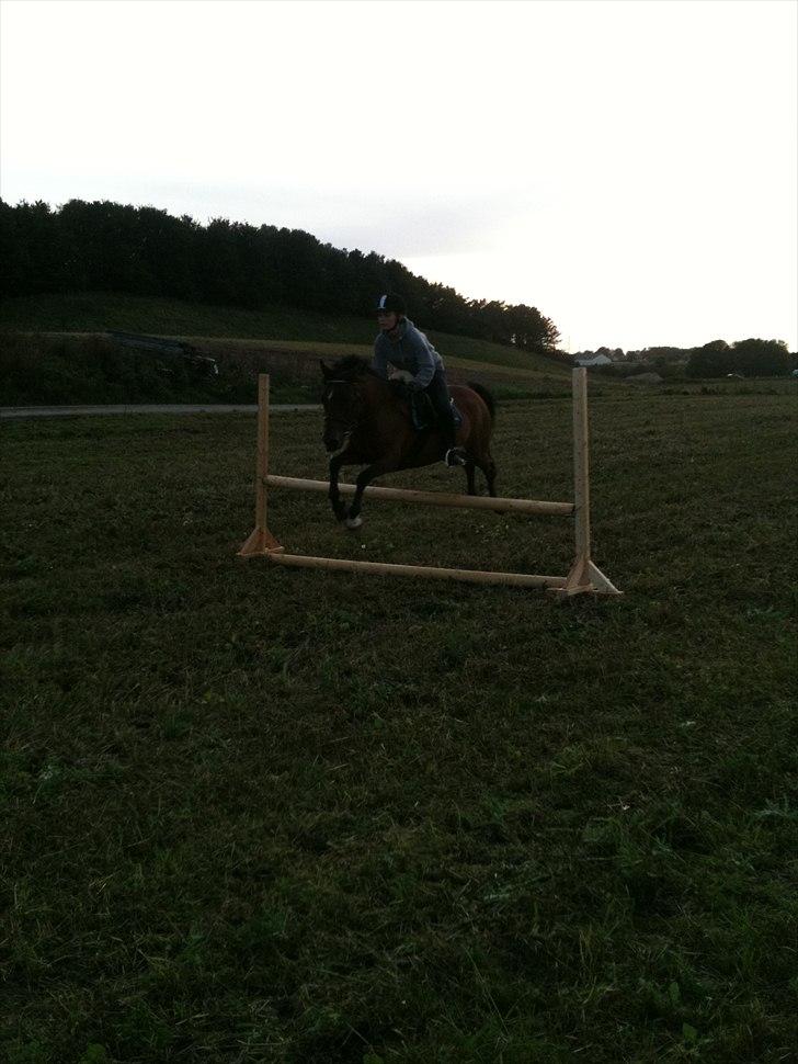 Anden særlig race Lady billede 7