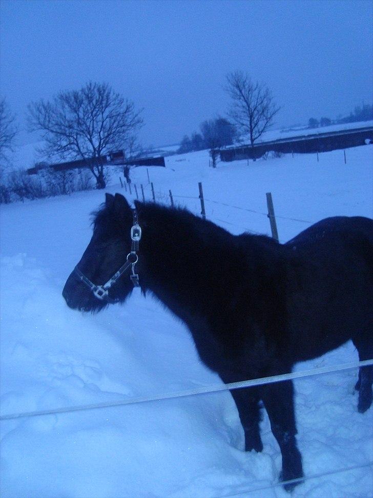 Anden særlig race BlackJack Er desvære i Heste Himlen - Dejlig vinter 2009/2010 billede 3