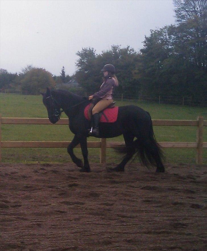 Frieser Tesse billede 3