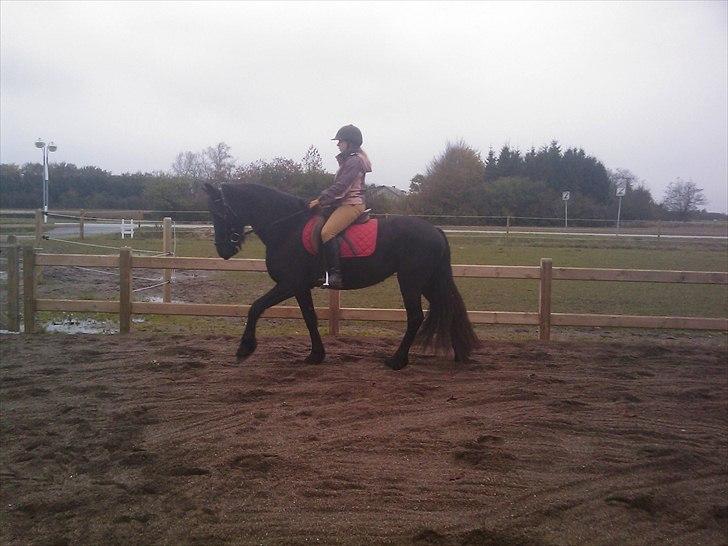 Frieser Tesse billede 4