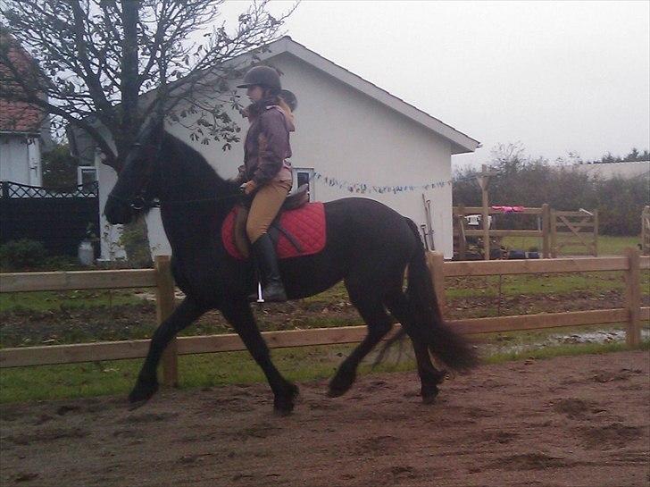 Frieser Tesse billede 6