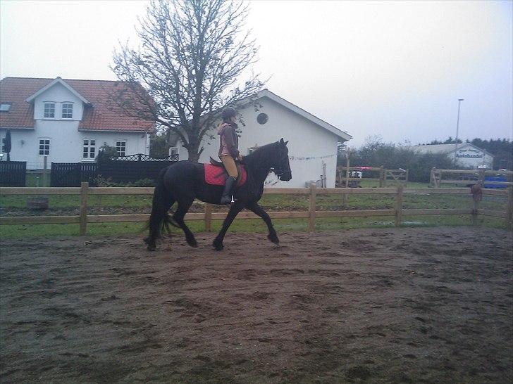 Frieser Tesse billede 8