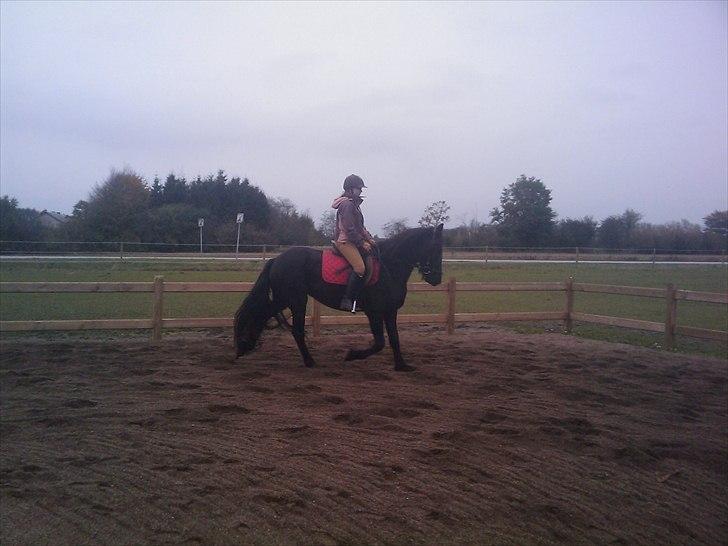 Frieser Tesse billede 9