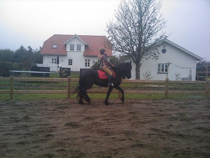 Frieser Tesse billede 10