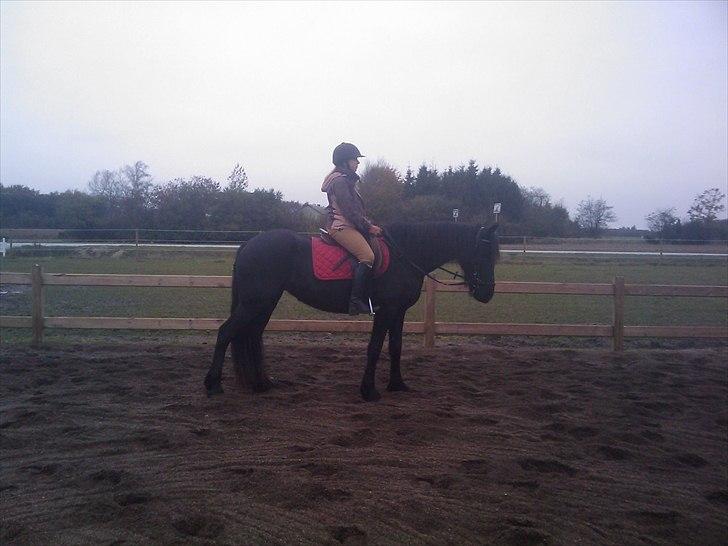 Frieser Tesse billede 11