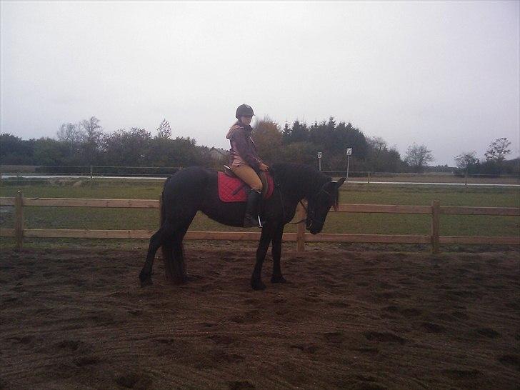 Frieser Tesse billede 12