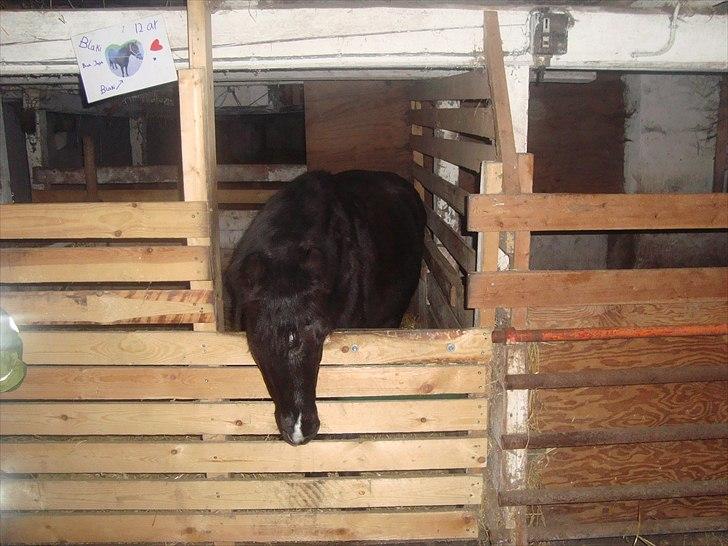 Anden særlig race BlackJack Er desvære i Heste Himlen - Snak med mig :-) billede 4