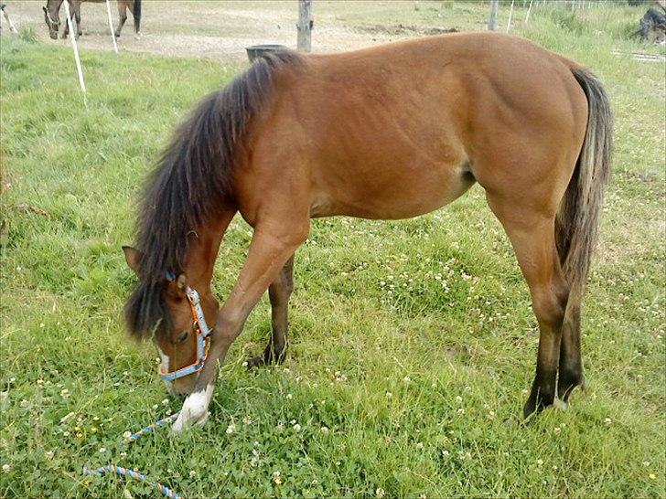 Standardbred Tequila ^SOLGT^ - jeg fik Tequila i maj 2010 - dette er et afmine første billeder billede 1