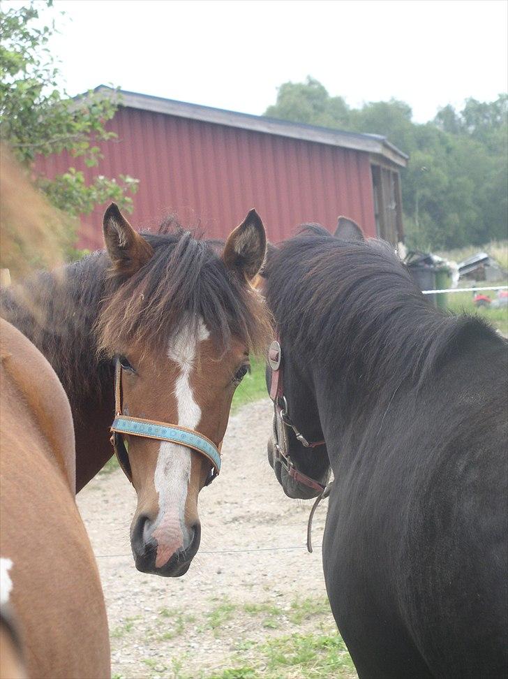 Standardbred Tequila ^SOLGT^ - Tequila er faldet godt til og nyder at være sammen med de andre heste på folden billede 2