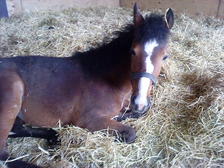 Standardbred Tequila ^SOLGT^ - den ville gerne sove men jeg tog lige et billde inde. billede 3