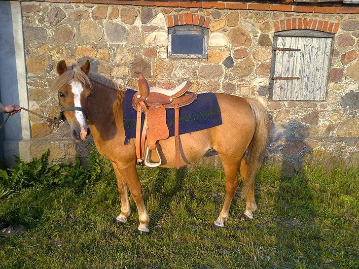 Anden særlig race Blis *Sov godt min pige* - Blis klar til det vilde west hihi billede 13