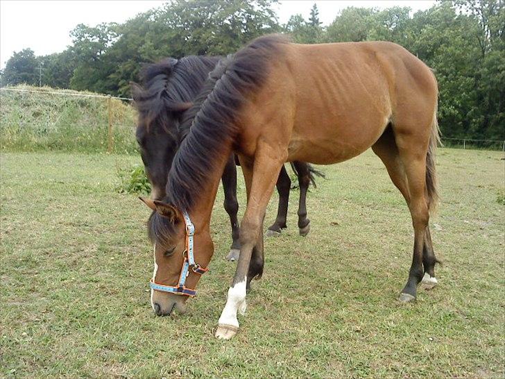 Standardbred Tequila ^SOLGT^ - Den græser sammen med Taz billede 4