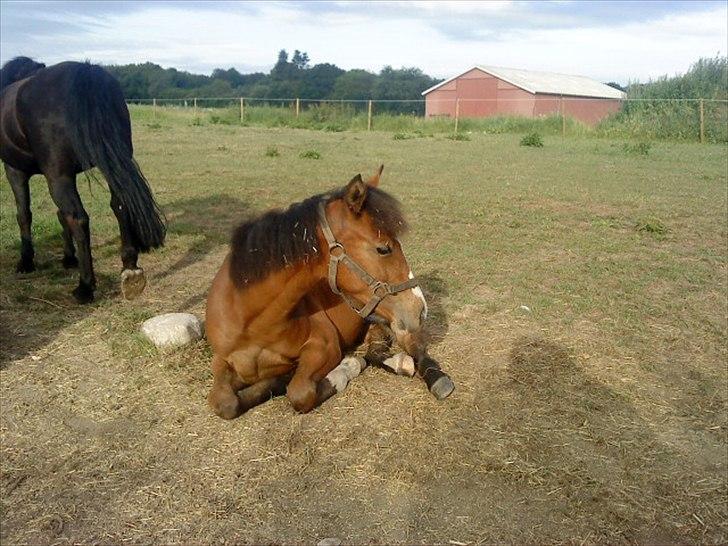 Standardbred Tequila ^SOLGT^ - En træt heste  billede 5