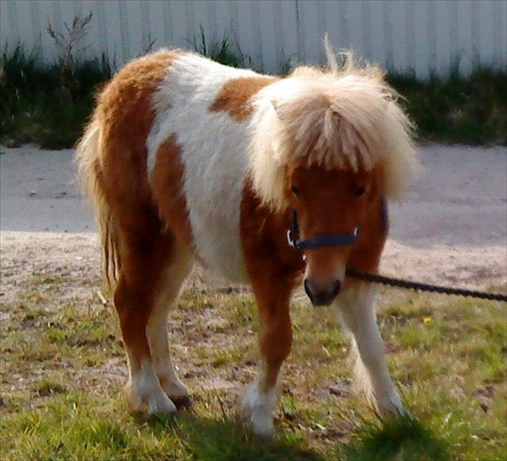 Shetlænder Lucas *Solgt* - Dengang han var lille og pjusket! ;)  billede 2