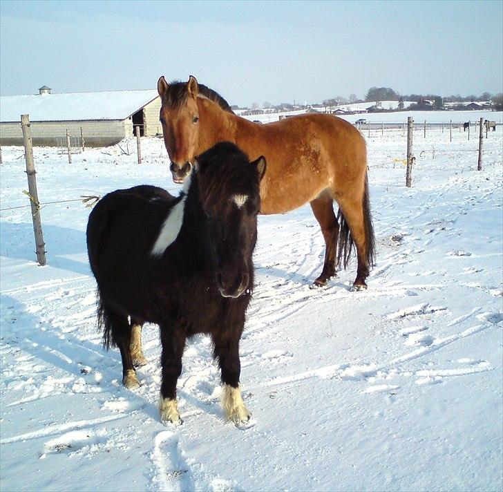Anden særlig race Qidarr  - Mig og min bedste ven Charlie i sneen ( Rosenlund ) 2010 ( Fotograf: Thea L ) billede 5