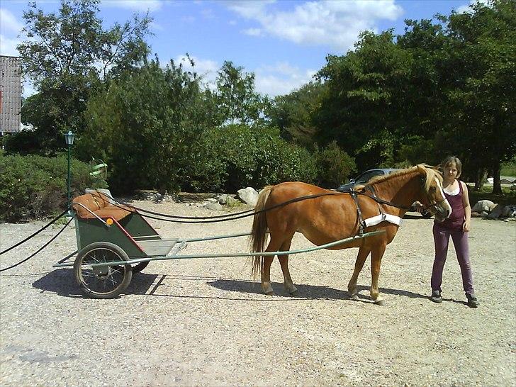 Anden særlig race Blis *Sov godt min pige* - Blis kan gå for vogn.. billede 18