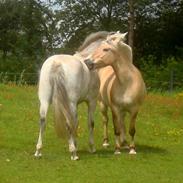 Fjordhest Bella Luna  død 22/12-07