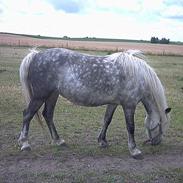 Welsh Mountain (sec A) - *chiquita*