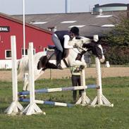 Pinto Elmgaardens HotSpot SOLGT