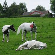 Pinto Elmgaardens HotSpot SOLGT