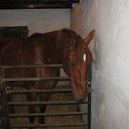 Fuldblod (XX) Åbovejs Speidy 