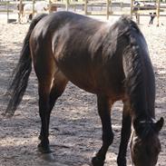 New Forest Miss Brown  * solgt:'( *