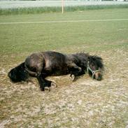 Shetlænder Molli