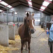 DSP candis  [solgt!]