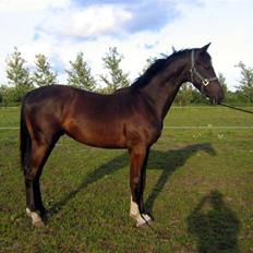 Dansk Varmblod  Lancelot- Solgt