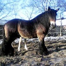 Jyde Mattias (Solgt)