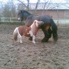 Jyde Mattias (Solgt)