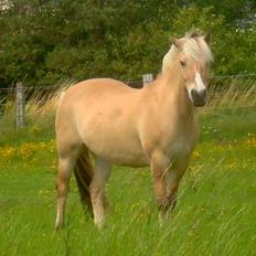 Fjordhest Bella Luna  død 22/12-07