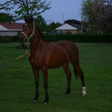 Anden særlig race Doktorgårdens Kianti