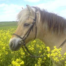 Fjordhest Fleur