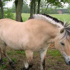 Fjordhest Fleur