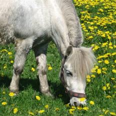 Shetlænder Beauty   *SOLGT*