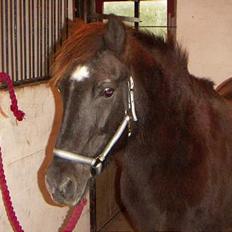 Anden særlig race Tulle