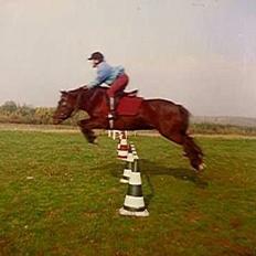 Anden særlig race Tulle